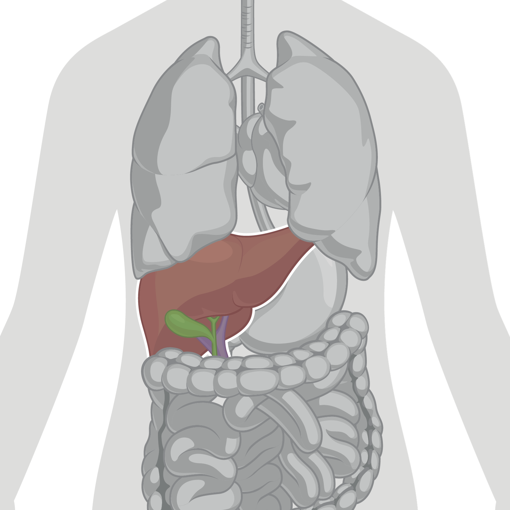 Graphic showing a human torso with internal organs, highlighting the position of the liver
